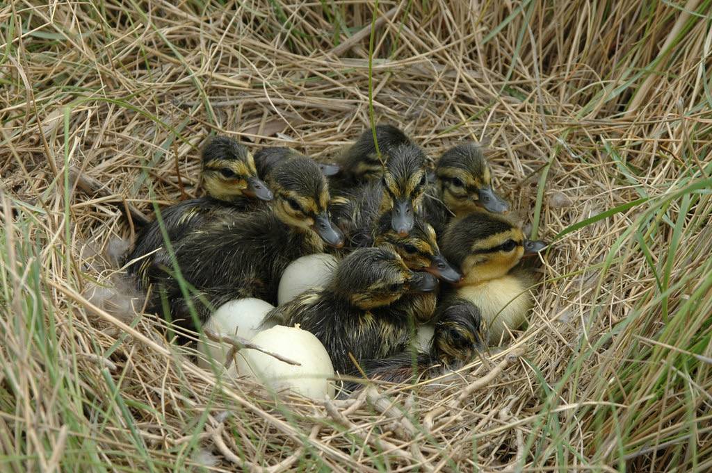 American Black Duck by Peter McGowan/U. S. Fish and Wildlife Service - Northeast Region is marked with CC PDM 1.0
